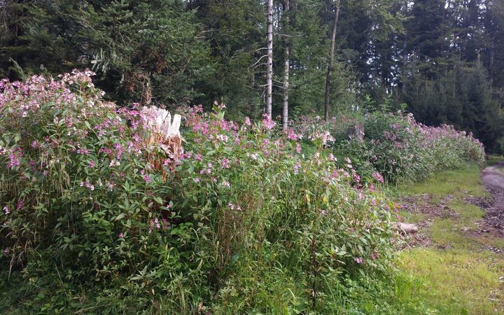 Ortsbürgerwald - Gartenabfälle und Zierpflanzen schaden dem Wald