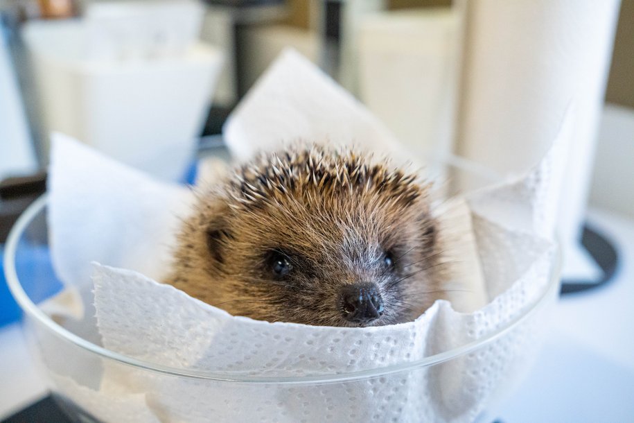 Bild Igel
