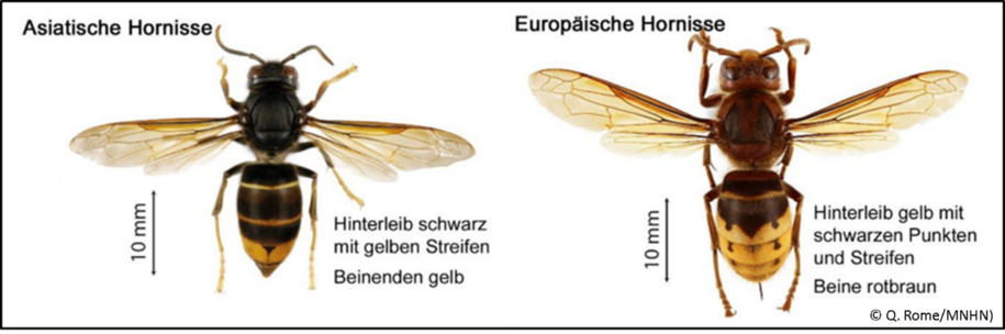 Vergleich Asiatische + Europäische Hornisse