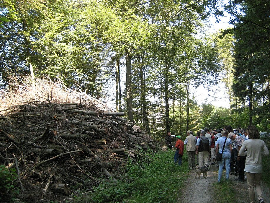 Bild Wald