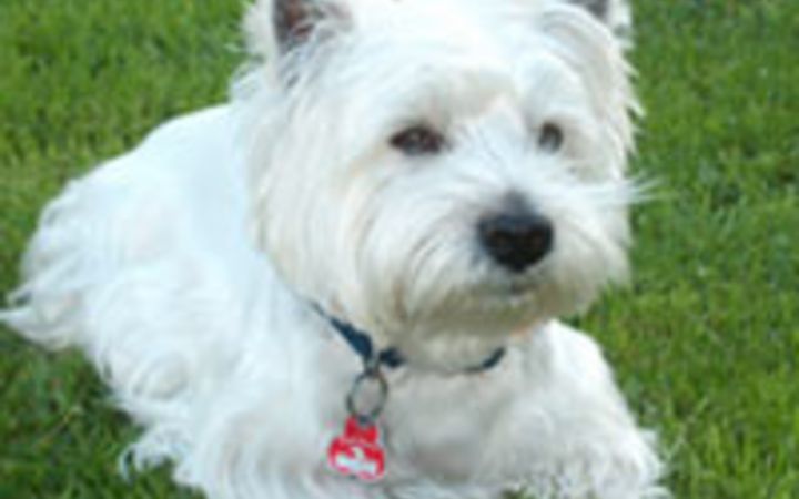Hundehaltung -Registrierungspflicht bei "Amicus" und bei den Einwohnerdiensten